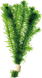 Produktbild von Aquafleur Elodea Densa Aquarienpflanze in grüner Keramik-Terra Cotta
