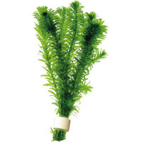Produktbild von Aquafleur Elodea Densa Aquarienpflanze in grüner Keramik-Terra Cotta