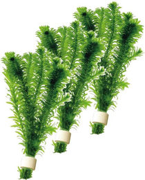 Aquafleur Elodea Densa Aquarienpflanze in Terrakotta 3 Stück – Bild 1 von 2