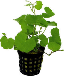 Aquafleur Hydrocotyle Leucocephala Wasserpflanze im 5 cm Topf – Bild 1 von 1