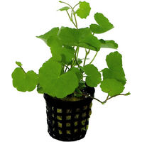 Produktbild von Aquafleur Hydrocotyle Leucocephala Wasserpflanze im 5 cm Topf