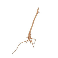 Produktbild von AquaOne Red Spiderwurzel Aquarium Wurzel zur Aquascaping Dekoration Braun