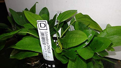 AquaPlants Echinodorus Opacus Aquarium Pflanze Grün – Bild 1 von 2