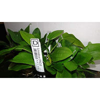 Produktbild von AquaPlants Echinodorus Opacus Aquarium Pflanze Grün