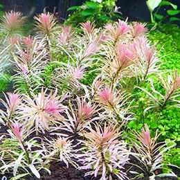AquaPlants Ludwigia sp. White Lebende Aquariumpflanze 1 Bund – Bild 1 von 3