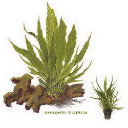 Produktbild von AquaPlants Microsorum pteropus 008 Lebende Wasserpflanze im Topf