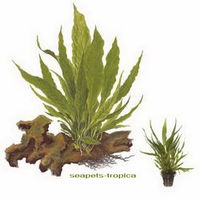 Produktbild von AquaPlants Microsorum pteropus 008 Lebende Wasserpflanze im Topf