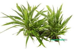 Produktbild von AquaPlants Microsorum pteropus Wasserpflanze auf Mangrovenholz Größe XL
