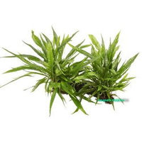 Produktbild von AquaPlants Microsorum pteropus Wasserpflanze auf Mangrovenholz Größe XL