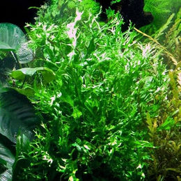 AquaPlants Microsorum pteropus Windeløv lebende Aquarienpflanze im Topf – Bild 1 von 3
