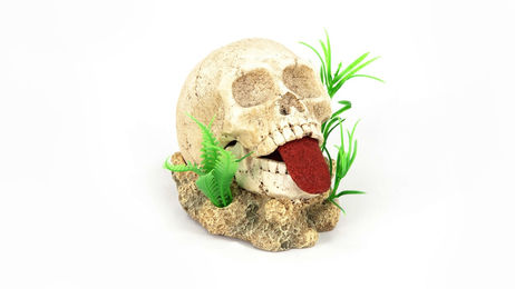 Produktbild von aquatlantis Zierfigur Totenkopf aus Kunstharz in Beige