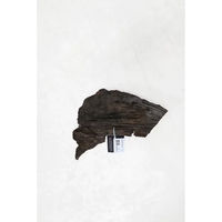 Produktbild von Aquavie Mangrovenwurzel Ast aus Naturholz für das Aquarium 100/160 cm