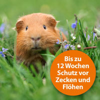 Produktbild von Ardap Spot On Parasitenbehandlung für Kleintiere wie Kaninchen und Meerschweinchen 1 bis 4 kg 3 x 0,4 ml - 3 x 0,4 ml