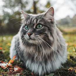 Arden Grange Sensitive Katzentrockenfutter für erwachsene Katzen getreidefrei und glutenfrei 2kg - 6 x 2 kg – Bild 1 von 2