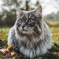 Produktbild von Arden Grange Sensitive Katzentrockenfutter für erwachsene Katzen getreidefrei und glutenfrei 2kg - 6 x 2 kg