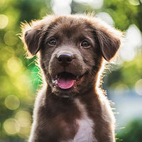Produktbild von Arden Grange Sensitive Puppy Junior Trockenfutter für Hunde mit Fisch getreidefrei 2 kg - 2 kg
