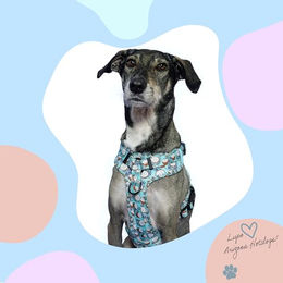 Produktbild von Arizona Hotdogs Comfy Griffgeschirr für Hunde aus Neopren Kokosnuss-Muster Hellblau Größe M