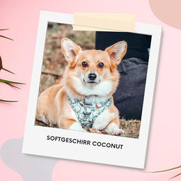 Arizona Hotdogs Hundegeschirr für große Hunde aus Neopren Blau Größe L – Bild 1 von 4