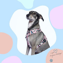 Produktbild von Arizona Hotdogs Hundegeschirr Tropicool Y-Geschirr aus Neopren mit buntem Blattmuster Pink XL