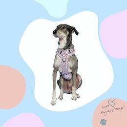 Produktbild von Arizona Hotdogs Sweet Love Hunde-Griffgeschirr aus Neopren in Taupe Größe XL