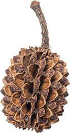 ARKA mySCAPE Casuarina Cones Naturmaterial für Süßwasseraquarien mit Fischen und Garnelen 50 Stück – Bild 1 von 8