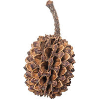 Produktbild von ARKA mySCAPE Casuarina Cones Naturmaterial für Süßwasseraquarien mit Fischen und Garnelen 50 Stück