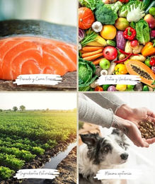 ARQUIVET Fresh Halbfeuchtes Hundefutter mit Truthahn und Meeresfisch für Adult Hunde 2,5 kg - 2,5 kg – Bild 1 von 9