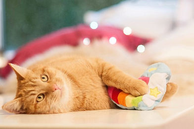 Aumüller Regenbogen Herz Katzenspielkissen aus Plüsch mit Catnip für Katzen – Bild 1 von 2
