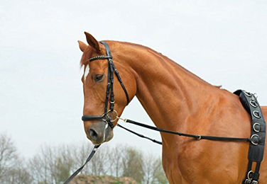 Produktbild von Ausbindezügel BASIC-ELASTIK für Ponys in Schwarz aus Stoff