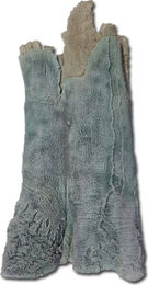 Produktbild von Back to Nature Amazonas Modul - B (42x14x73cm)