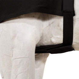 BASIC Brustschutz für Pferde – Bild 1 von 4