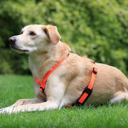 Produktbild von Bauchpolsterung aus Neopren für Feltmann Hundegeschirre