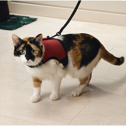 Produktbild von Beeztees Katzengeschirr Comfort rot