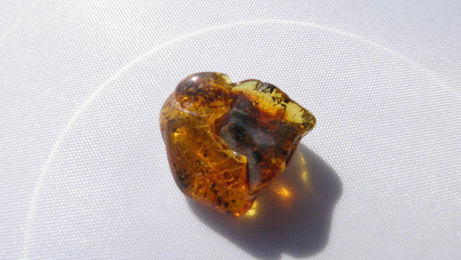 Produktbild von Bernstein mit Erdresten