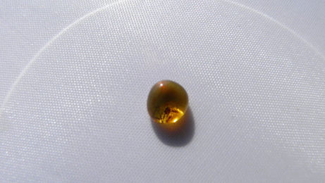 Produktbild von Bernstein mit Spinne