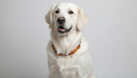 Produktbild von Bernsteinkette für den Hund mit Rhodonit Länge 49cm