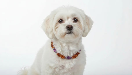 Produktbild von Bernsteinkette für den Hund mit Sugilith Länge 24cm