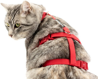Produktbild von Beroni Sicherheitsgeschirr Katzengeschirr Safety Harness Classic