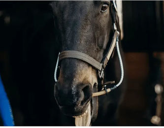 Produktbild von Beruhigungsmittel für Pferde ThinLine Halter Busy Buddy