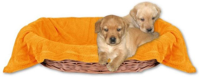 Produktbild von Bestlivings Tierdecke Hundedecke Katzendecke Kuscheldecke für Haustiere