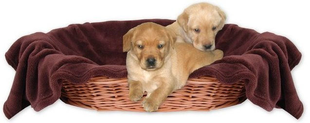 Produktbild von Bestlivings Tierdecke Hundedecke Kuscheldecke Haustierdecke