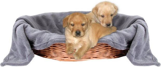 Produktbild von Bestlivings Tierdecke Hundedecke Kuscheldecke Haustierdecke
