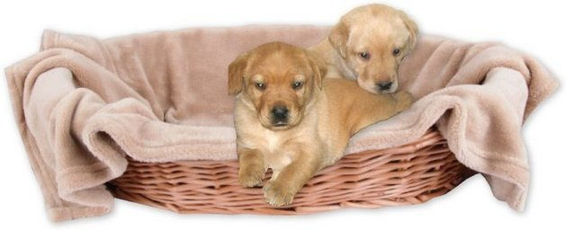 Produktbild von Bestlivings Tierdecke Hundedecke Kuscheldecke Haustierdecke - 60 cm