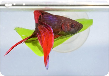 Produktbild von Bett für ein Aquarium Zoomed Betta BL20E