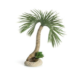 biOrb Palme Seychellen L - 1 Stk. – Bild 1 von 4
