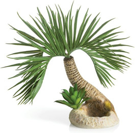 Produktbild von biOrb Palme Seychellen S - 1 Stk.