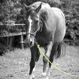 Produktbild von Bodenarbeitsseil - 10 mm div. Längen