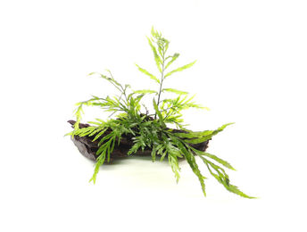 Produktbild von Bolbitis heudelotii 16 x 8 x 10 Centimeter Wurzel