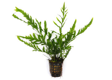 Produktbild von Bolbitis heudelotii Topf