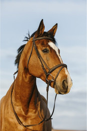 Produktbild von Bridon équitation muserolle combinée Riding World